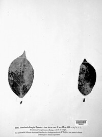 Pestalotiopsis guepinii image